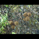 Durians
